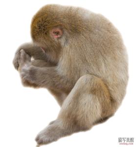 若い猿 ニホンザル 年賀状素材